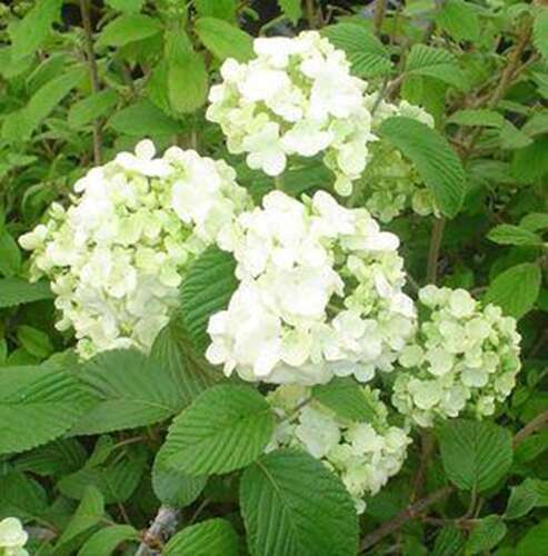 Afbeelding bij Japanse sneeuwbal - Viburnum plic. &#039;Popcorn&#039; 