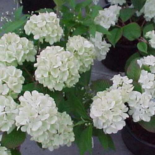 Afbeelding bij Japanse sneeuwbal - Viburnum plic. &#039;Rotundifolium&#039;