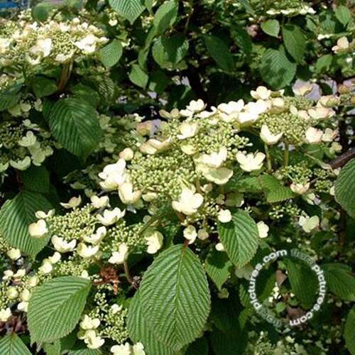 Afbeelding bij Japanse sneeuwbal - Viburnum plic. 'Rowallane'
