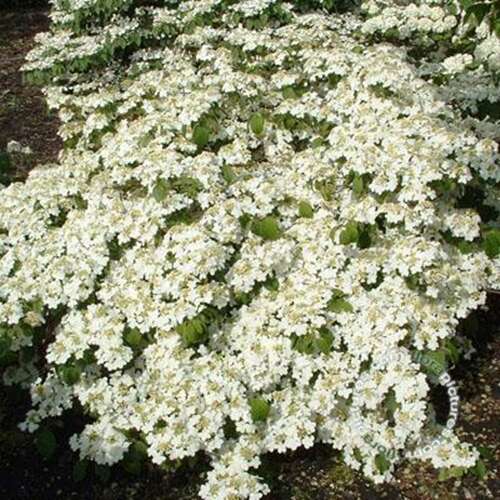 Afbeelding bij Japanse sneeuwbal - Viburnum plic. &#039;Shasta&#039;