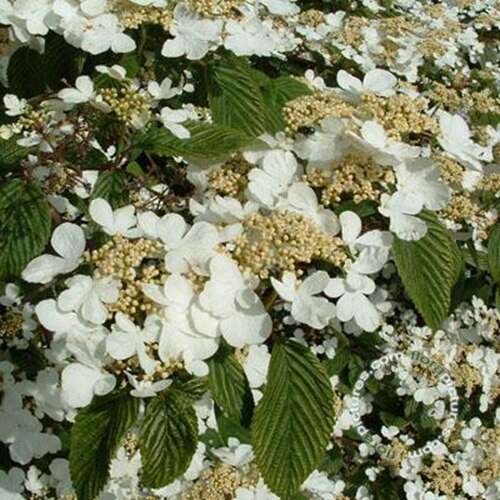 Afbeelding bij Japanse sneeuwbal - Viburnum plic. &#039;St Keverne&#039; 