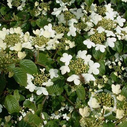 Afbeelding bij Japanse sneeuwbal - Viburnum plic. &#039;Summer Snowflake&#039; 