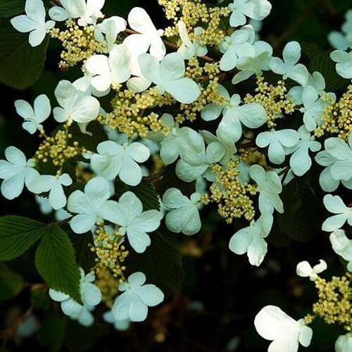 Afbeelding bij Japanse sneeuwbal - Viburnum plic. &#039;Tennessee&#039; 