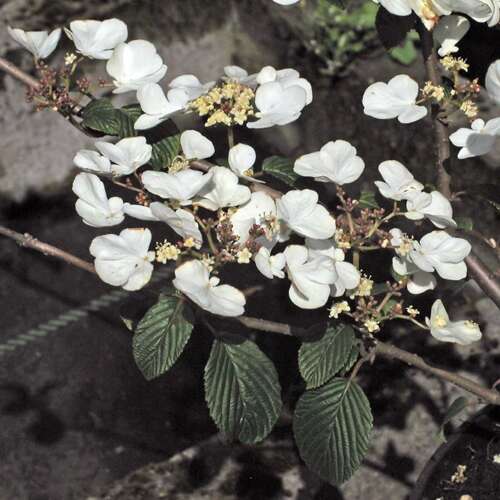 Afbeelding bij Japanse sneeuwbal - Viburnum plic. &#039;Thunberg&#039;s Original&#039; 