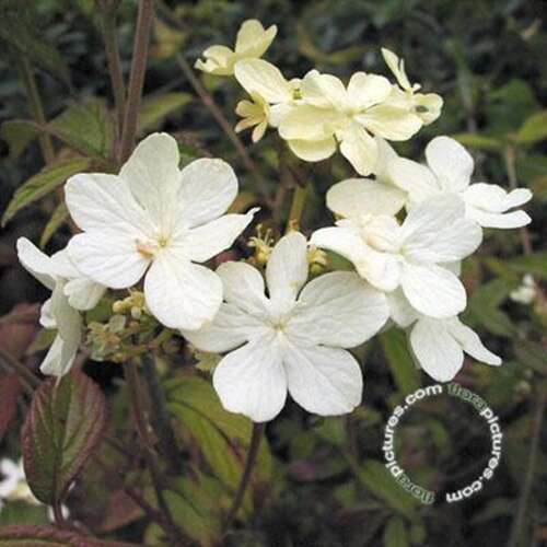 Afbeelding bij Japanse sneeuwbal - Viburnum plic. &#039;Watanabe&#039; 