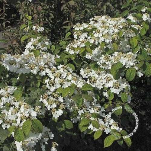 Afbeelding bij Japanse sneeuwbal - Viburnum plicatum 