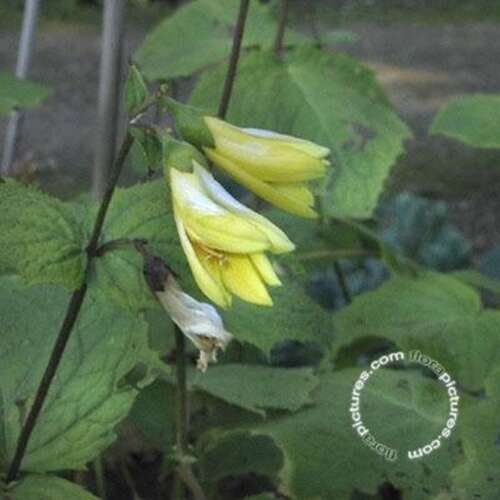 Afbeelding bij Japanse wasbloem - Kirengeshoma koreana 