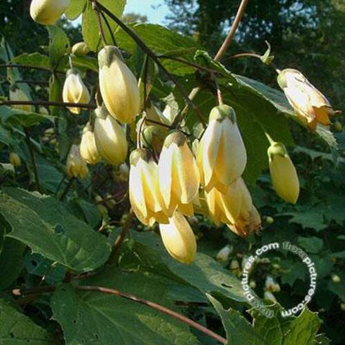 Afbeelding bij Japanse wasbloem - Kirengeshoma palmata 