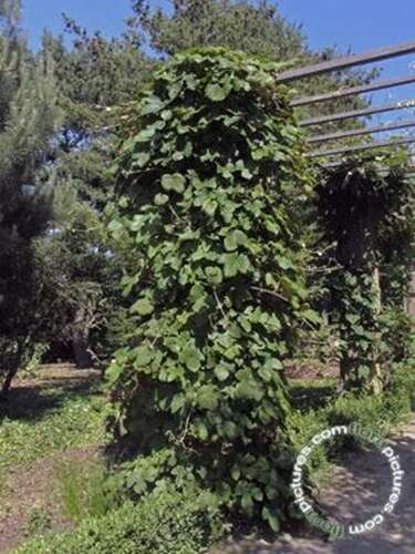 Afbeelding bij Japanse wijnstok - Vitis coignetiae