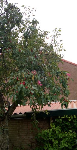 Afbeelding bij Japanse wilde appel bloeit ook in september