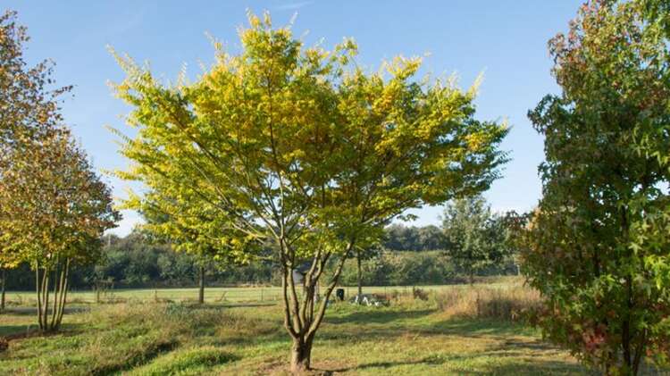 Afbeelding bij Japanse zelkova - Zelkova serrata 