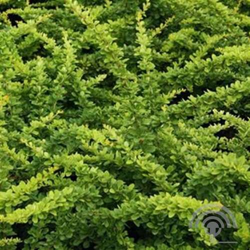 Afbeelding bij Japanse Zuurbes - Berberis thunb. &#039;Green Carpet&#039; 