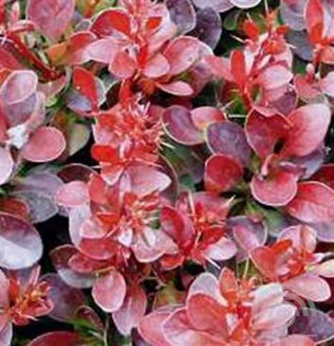Afbeelding bij Japanse Zuurbes - Berberis thunbergii 'Bagatelle'