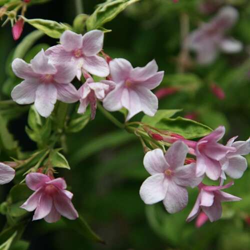 Afbeelding bij Jasmijn - Jasminum 'Stephanense'