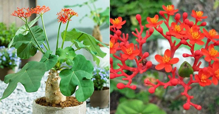 Afbeelding bij Jatropha podagrica / Flessenplant
