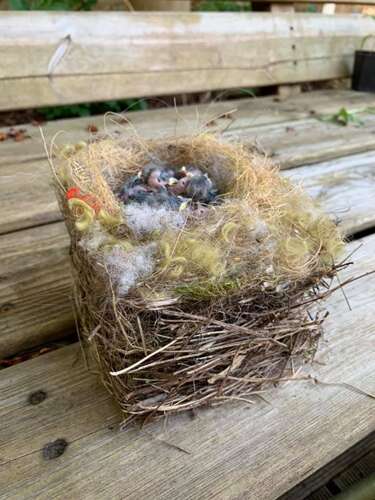 Afbeelding bij Jonge vogels sterven aan gif 