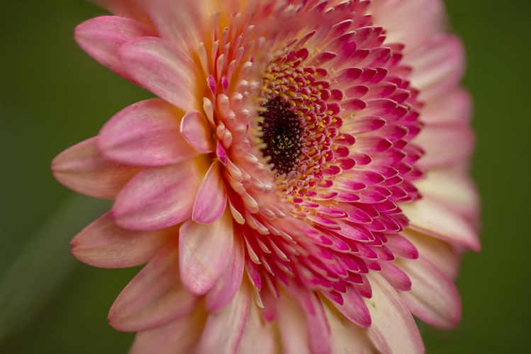Afbeelding bij Jouw tuin als mooiste decor voor fotografie