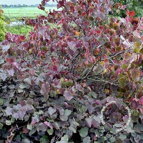 Afbeelding bij Judasboom - Cercis canadensis 'Forest Pansy'