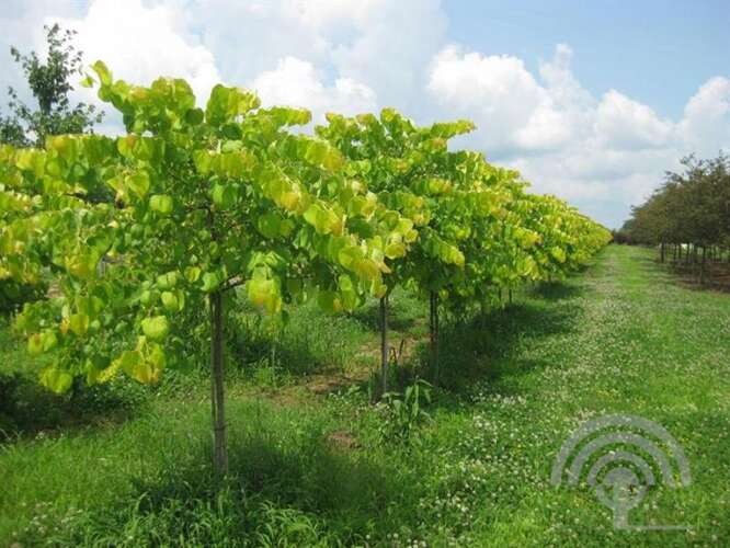 Afbeelding bij Judasboom - Cercis canadensis &#039;Hearts of Gold&#039; ® 