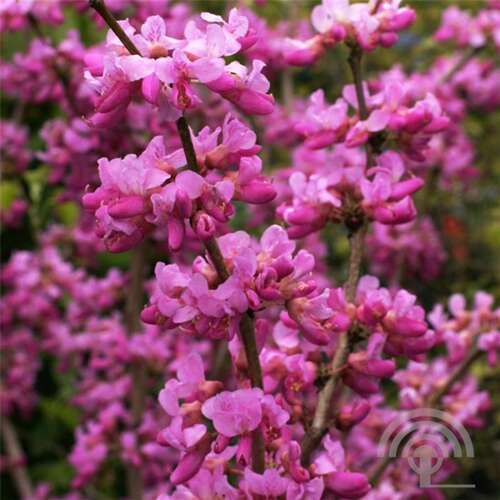 Afbeelding bij Judasboom - Cercis chinensis &#039;Avondale&#039;