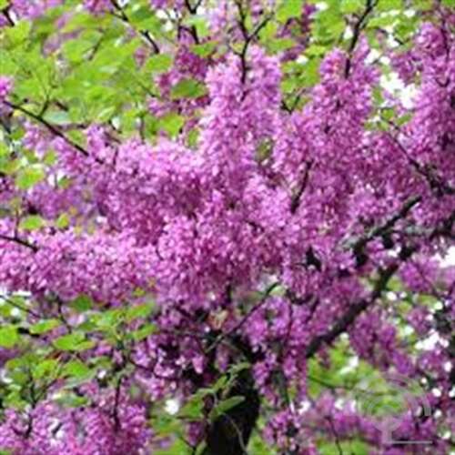 Afbeelding bij Judasboom - Cercis siliquastrum