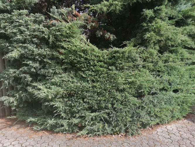 Afbeelding bij Juniperus  / Jeneverbes