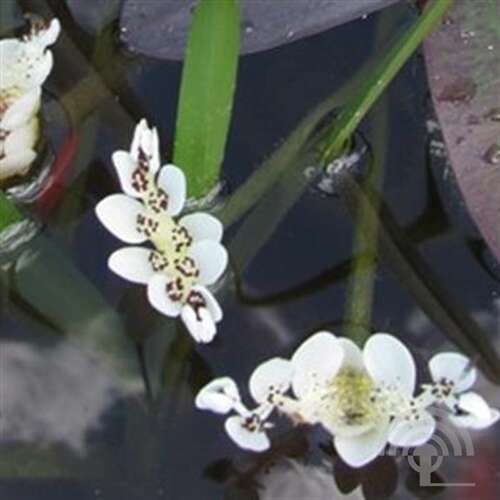 Afbeelding bij Kaapse waterlelie - Aponogeton distachyos 