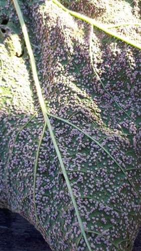 Afbeelding bij Kaasjeskruid aantasting onderkant bladeren witte bolletjes