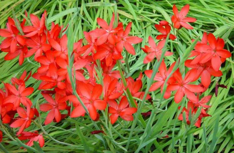 Afbeelding bij Kafferlelie - Schizostylis coccinea 'Major' 
