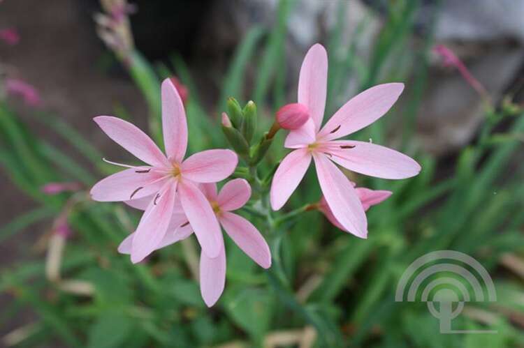 Afbeelding bij Kafferlelie - Schizostylis coccinea &#039;Mrs Hegarty&#039; 