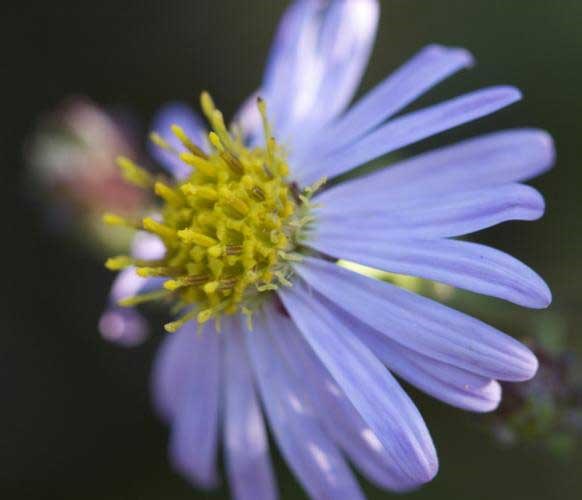 Afbeelding bij Kalimeris / Schijnaster 