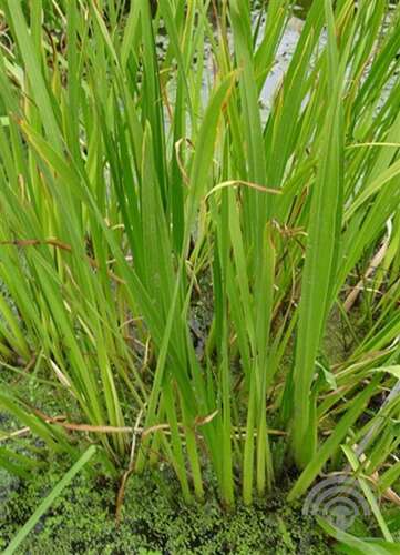 Afbeelding bij Kalmoes - Acorus calamus