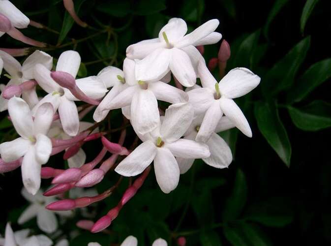 Afbeelding bij Kamerjasmijn - Jasminum polyanthum