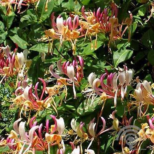 Afbeelding bij Kamperfoelie - Lonicera heckr. 'American Beauty'