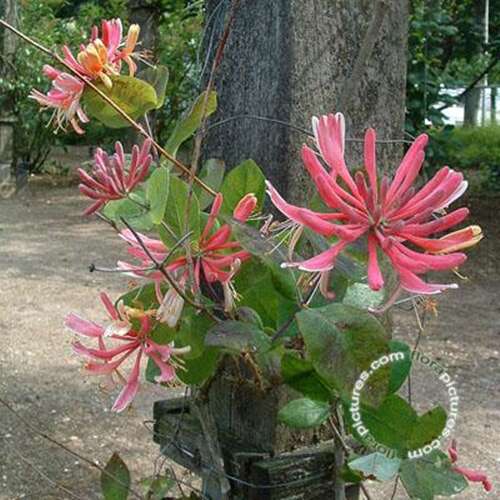 Afbeelding bij Kamperfoelie - Lonicera heckr. 'Goldflame'