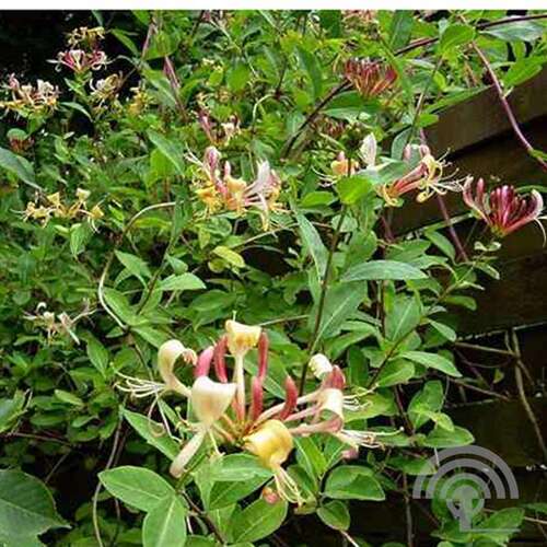 Afbeelding bij Kamperfoelie - Lonicera henryi
