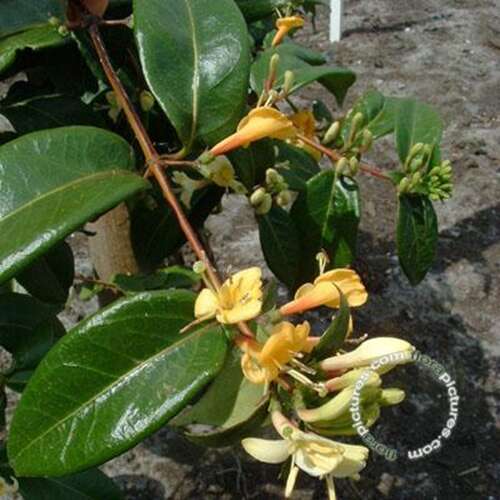 Afbeelding bij Kamperfoelie - Lonicera henryi 'Copper Beauty'®