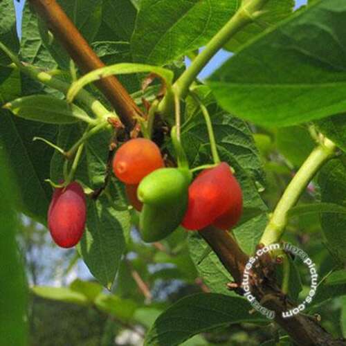 Afbeelding bij Kamperfoelie - Lonicera purpusii 'Winter Beauty'