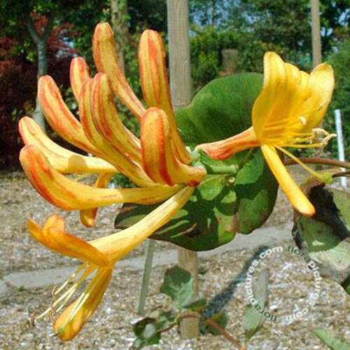 Afbeelding bij Kamperfoelie - Lonicera tellmanniana