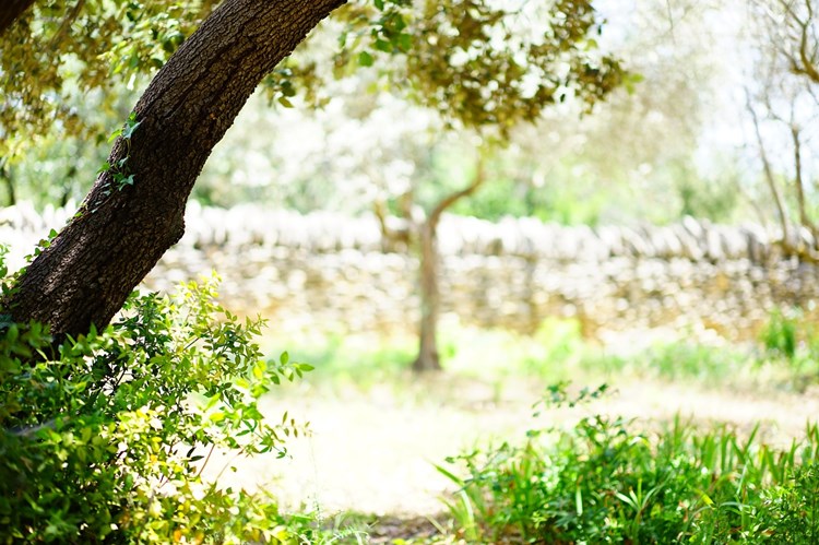 Afbeelding bij Kan ik buxusmest ook gebruiken voor Ilex?