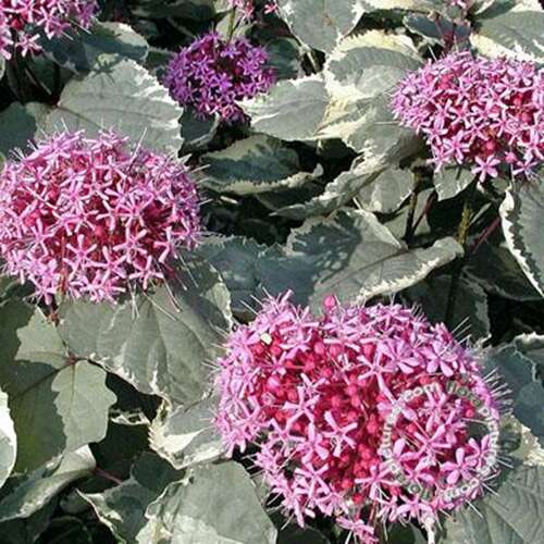 Afbeelding bij Kansenboom - Clerodendrum bungei 'Pink Diamond'