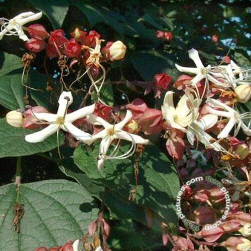 Afbeelding bij Kansenboom - Clerodendrum trichotomum