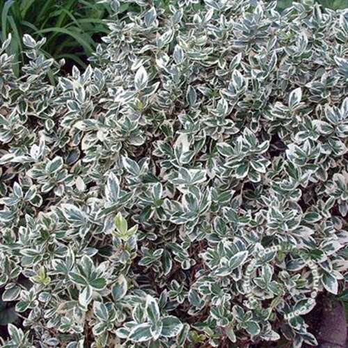 Afbeelding bij Kardinaalsmuts - Euonymus fort. 'Emerald Gaiety'