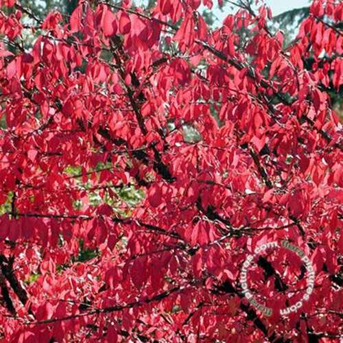 Afbeelding bij Kardinaalsmuts - Euonymus alatus 