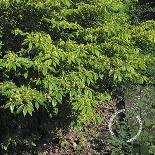 Afbeelding bij Kardinaalsmuts - Euonymus alatus &#039;Compactus&#039;