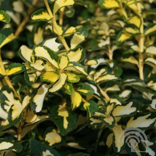 Afbeelding bij Kardinaalsmuts - Euonymus fort. &#039;Blondy&#039; ® 