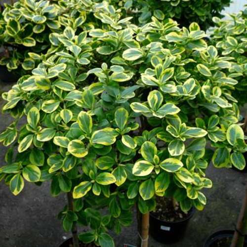 Afbeelding bij Kardinaalsmuts - Euonymus fort. 'Canadale Gold' 