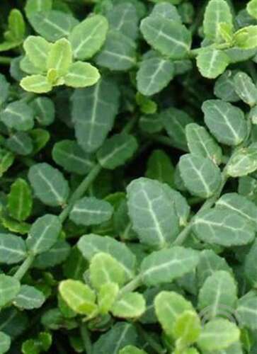 Afbeelding bij Kardinaalsmuts - Euonymus fort. 'Minimus' 