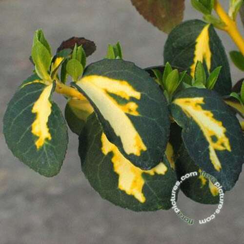 Afbeelding bij Kardinaalsmuts - Euonymus fort. &#039;Sunspot&#039; 