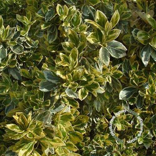 Afbeelding bij Kardinaalsmuts - Euonymus fort. &#039;Variegatus&#039; 